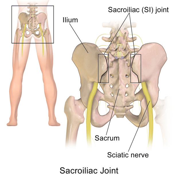 1200px-sacroiliac_joint